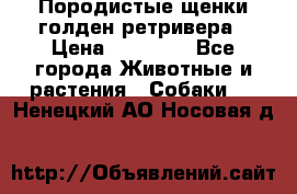 Породистые щенки голден ретривера › Цена ­ 25 000 - Все города Животные и растения » Собаки   . Ненецкий АО,Носовая д.